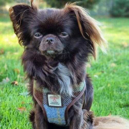 Purple Tartan Dog Harness