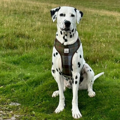 Blue Tartan Dog Harness