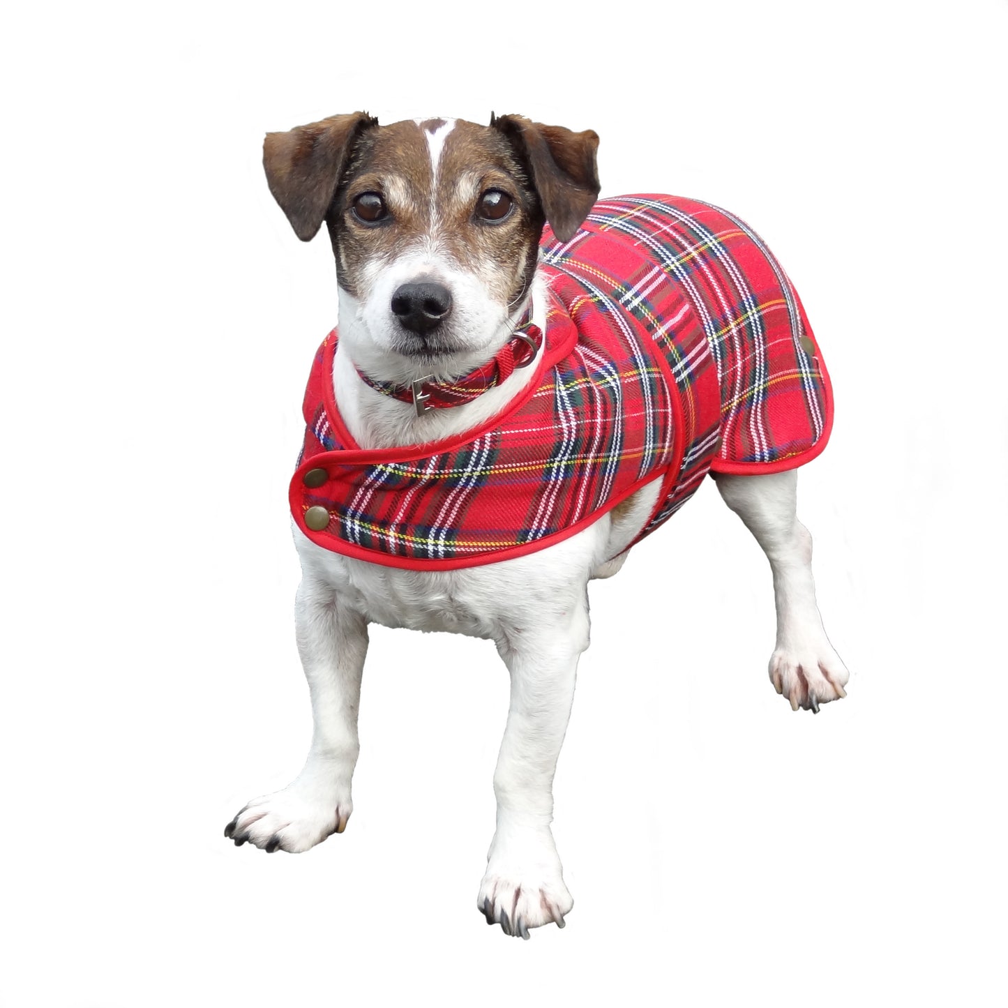 Royal Stewart Tartan Dog Coat