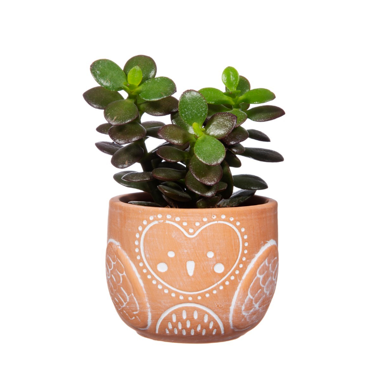 Olivia Owl Terracotta Mini Planter